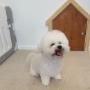 엘로이펫(L.ROYpet) 이미지