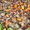 한국타이어 태광판매(주) | 20251014#한절골오두막만행(860)[감나무 생각]