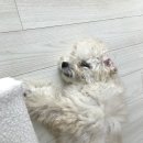 펜시독