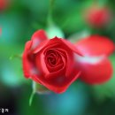 장미파크 이미지