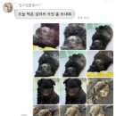 강아지분양 말랑퍼피 이미지