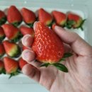 김영자농장 이미지