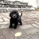 이아이앤테리어 | 부천베들링턴테리어분양 완전 핫한 이 아이들 꼭 보세요