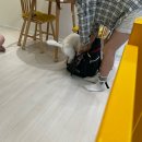 애견미용실 몽자네 이미지