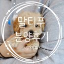 브리더하우스 | 말티푸 분양 후기 브리더하우스와 함께