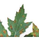 잎 황화현상에 종합칼슘제 이미지