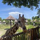 마린슈퍼 | 발리 아이랑 여행, 발리 동물원 사파리 앤 마린파크 후기