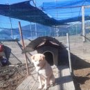 도그하우스 이미지