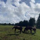 성현목장 이미지