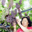 박성기 농장 네이버블로그