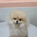 러블리펫샵 이미지