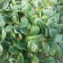 삼박농장 이미지