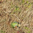 금국농장 이미지