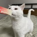 BY펠리스 | 미야옹철 고양이 영양제 후기, 1일 1츄르 가능한 데일리 솔루션 퍼펙트 스틱 by 닥터펠리스