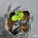 서수원농자재마트 이미지