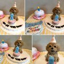 pet05더4959 | 강아지 케이크 맛집 | 세상에 단 하나뿐인 우리 강아지 생일 케이크를 [댕파티셰] 에서 제작한 찐 후기