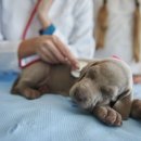 베이동물병원 이미지