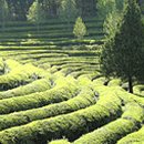 보성익스프레스 이미지