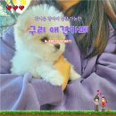 지금여기서행복하개 | 경기도 구리 가볼만한곳 상주견 가득한 애견카페 지금 여기서 행복하개 주차