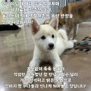 아기강아지 이미지