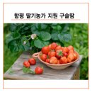 싱싱농가 이미지