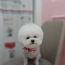 쁘띠멍 이미지