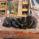 세림식당 이미지