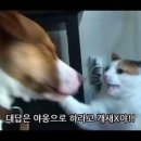멍멍아 야옹 이미지