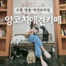 양코치 애견카페 이미지