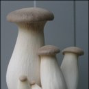 허니머쉬