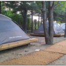 성동 서울숲 여름캠핑장 이미지