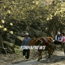 달구지마을 이미지