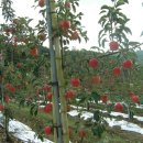 거창-고제-13 이미지