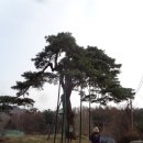 백운장뇌삼관광농원 Daum카페