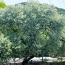 꽃별하얀 이미지