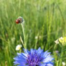 뮤플라워 이미지