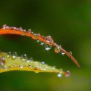 아침이슬2016_1 이미지