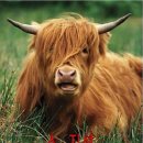 스타벅스 앞 이미지