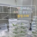 롤링크레