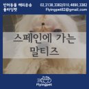 하얀강아지&고양이 이미지