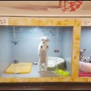 도그마루 강아지 고양이 성남분당점 이미지