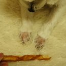 펫엘도라도 이미지