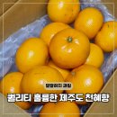 도민농원(구. 대가농원) | 봄 제철과일 제주도 천혜향 2kg 가격 달달하지 보관방법