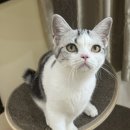 라마지샤 이미지