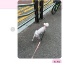 그루밍 봄 이미지