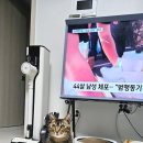 꽃길 걷는 고양이 이미지