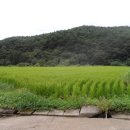 무농약 친환경 쌀 판매합니다... 이미지