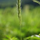 나도논피 Echinochloa oryzoides (Ard.) Fritsch 이미지