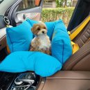 스윗테일 이미지