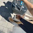 유심한의원 | [후쿠오카 Day1]인천공항 리나스, 하카타 도요호텔, 텐진이온몰 고양이간식, 세리아, 이자카야호수...